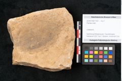 Foto (Objekt + Etikett) von Plantae indet.  (NHMW-GEO-2024-0188-11561)
